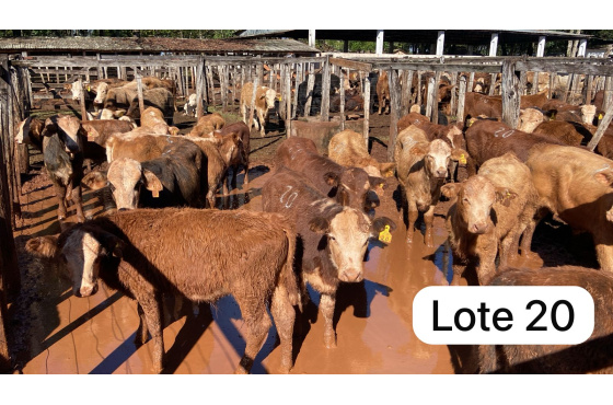 foto do lote 