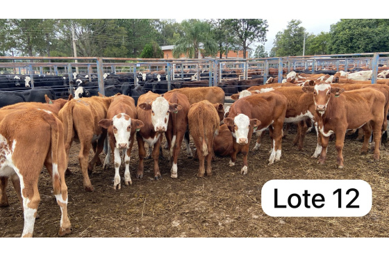 foto do lote 