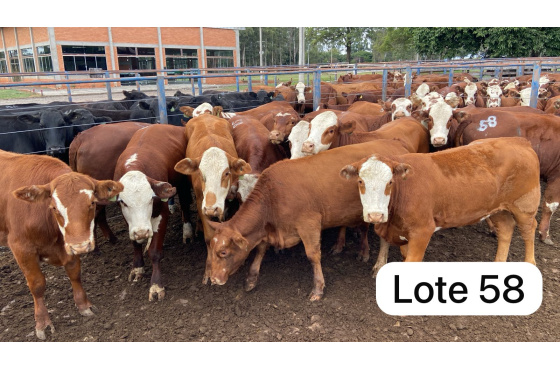 foto do lote 