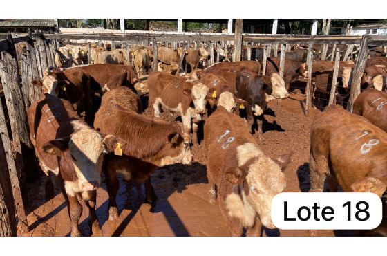 foto do lote 