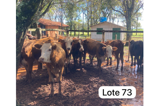 foto do lote 