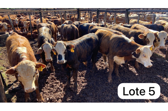 foto do lote 