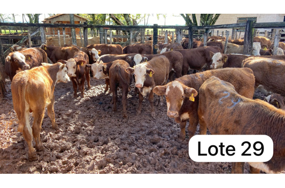 foto do lote 