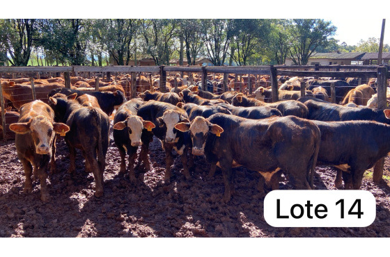 foto do lote 