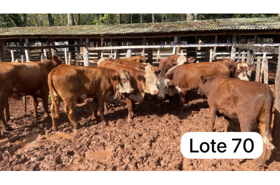 foto do lote 