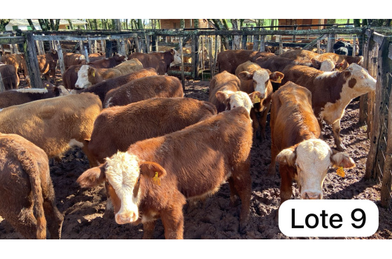 foto do lote 