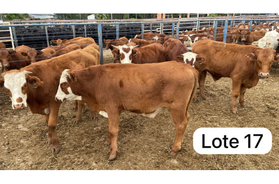 foto do lote 