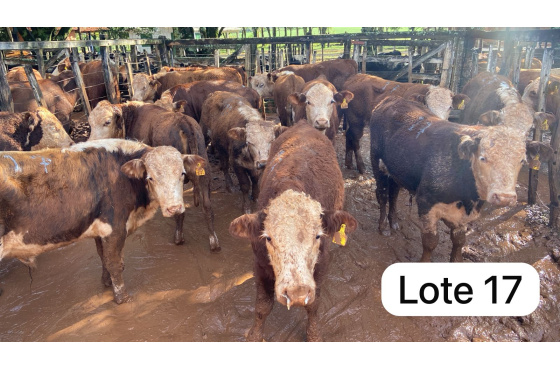 foto do lote 