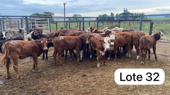 foto do lote 