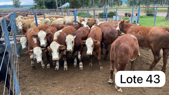 foto do lote 