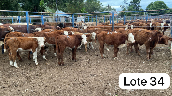 foto do lote 