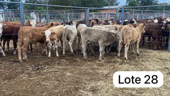 foto do lote 