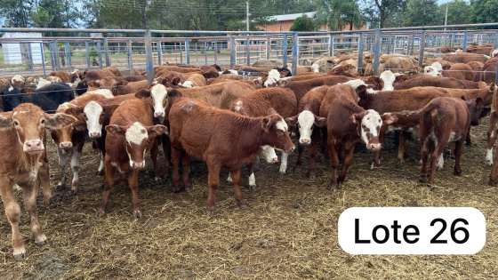 foto do lote 