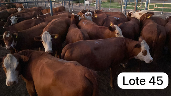 foto do lote 