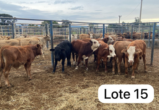 foto do lote 