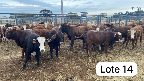 foto do lote 