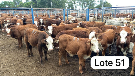 foto do lote 