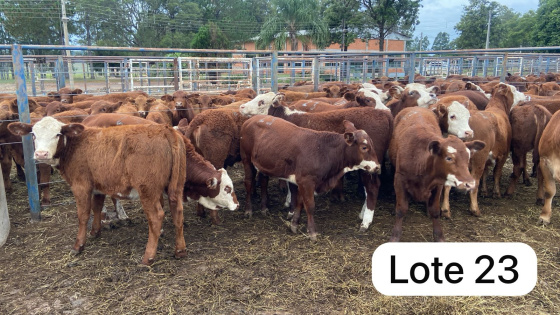 foto do lote 
