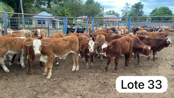 foto do lote 