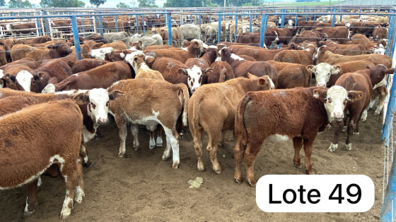 foto do lote 