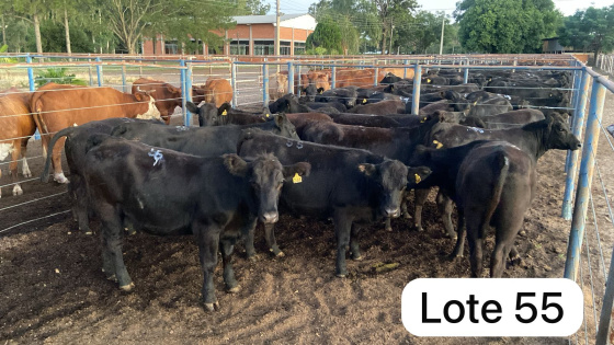 foto do lote 