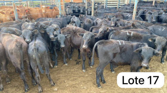 foto do lote 