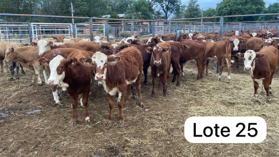 foto do lote 