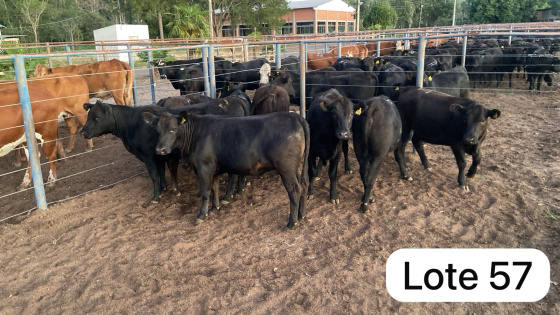foto do lote 