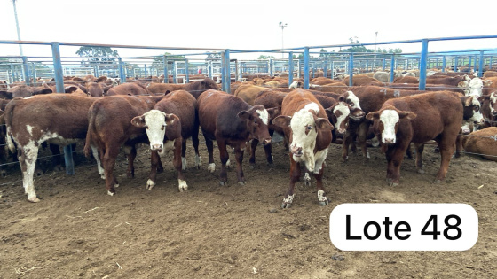 foto do lote 