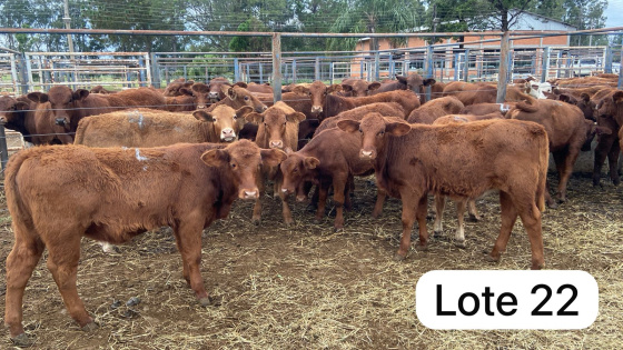 foto do lote 