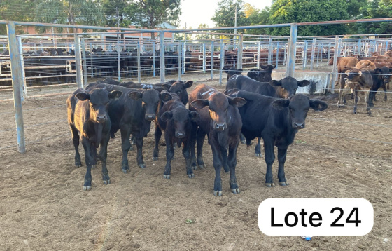 foto do lote 