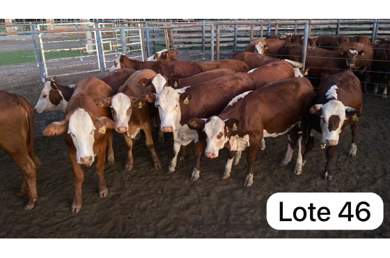 foto do lote 