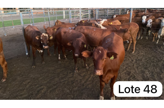 foto do lote 
