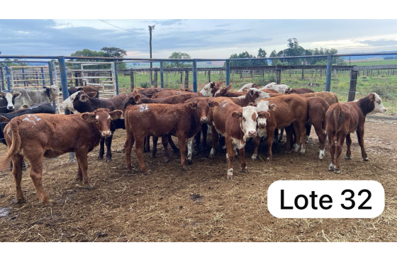 foto do lote 