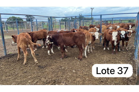 foto do lote 
