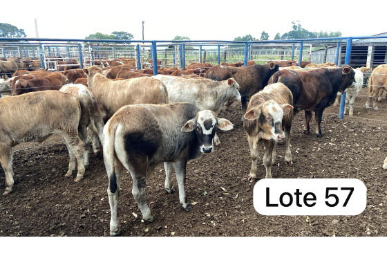 foto do lote 