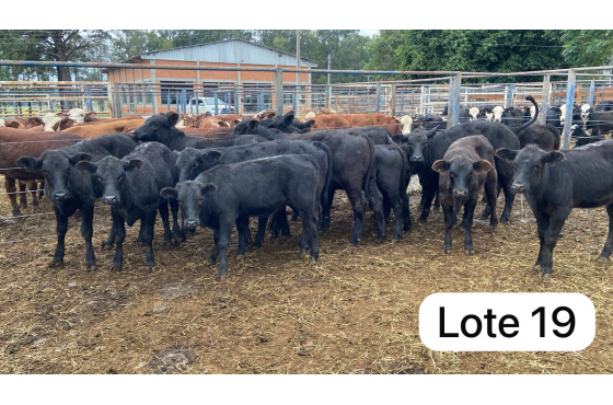 foto do lote 