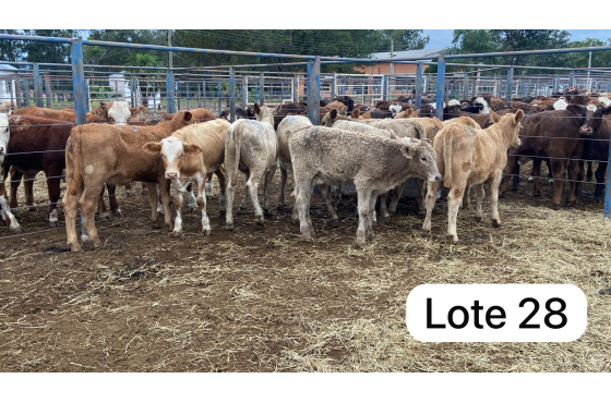 foto do lote 