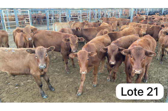 foto do lote 