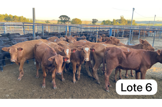 foto do lote 