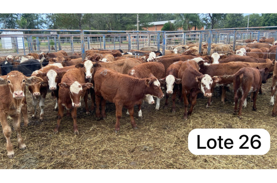 foto do lote 