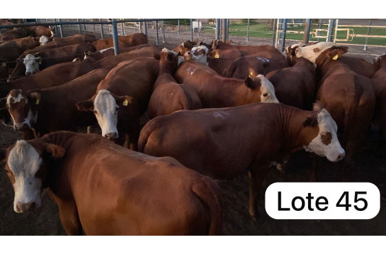 foto do lote 
