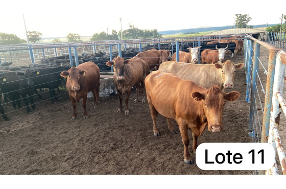 foto do lote 