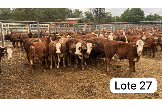 foto do lote 