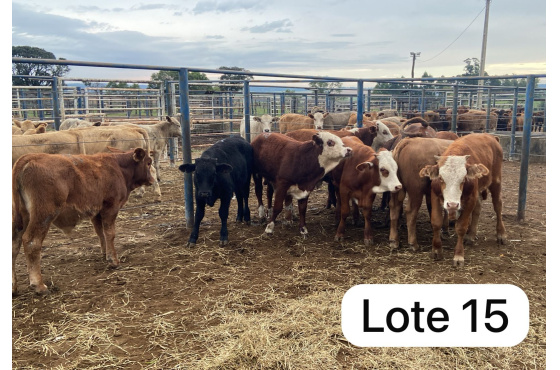 foto do lote 