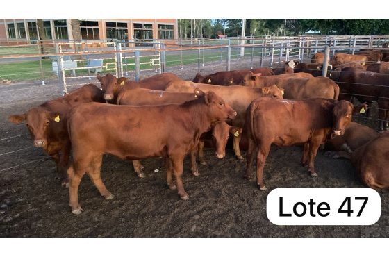 foto do lote 