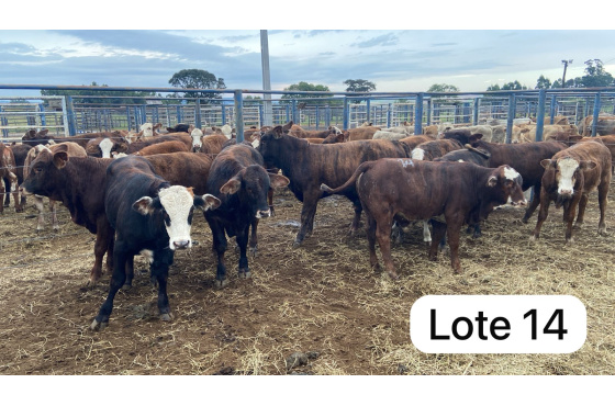 foto do lote 