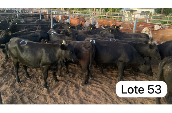 foto do lote 