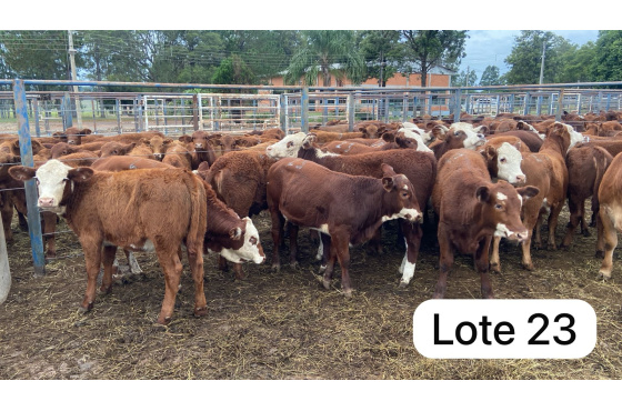 foto do lote 