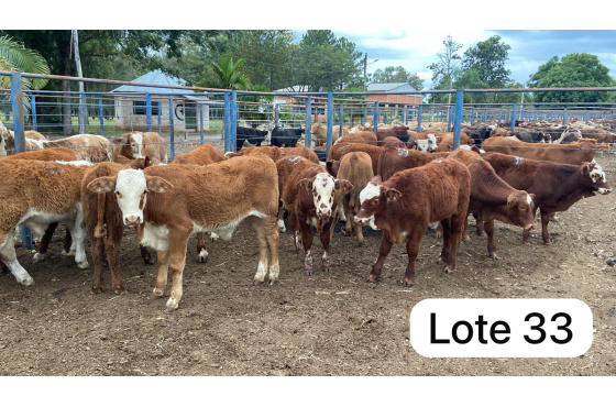 foto do lote 